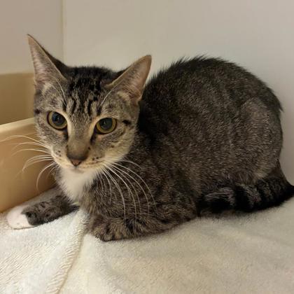 Enlarge Elvira, a Adoptable Domestic Short Hair in Gastonia, NC image 1/2