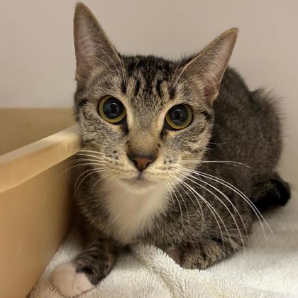 Enlarge Elvira, a Adoptable Domestic Short Hair in Gastonia, NC image 2/2