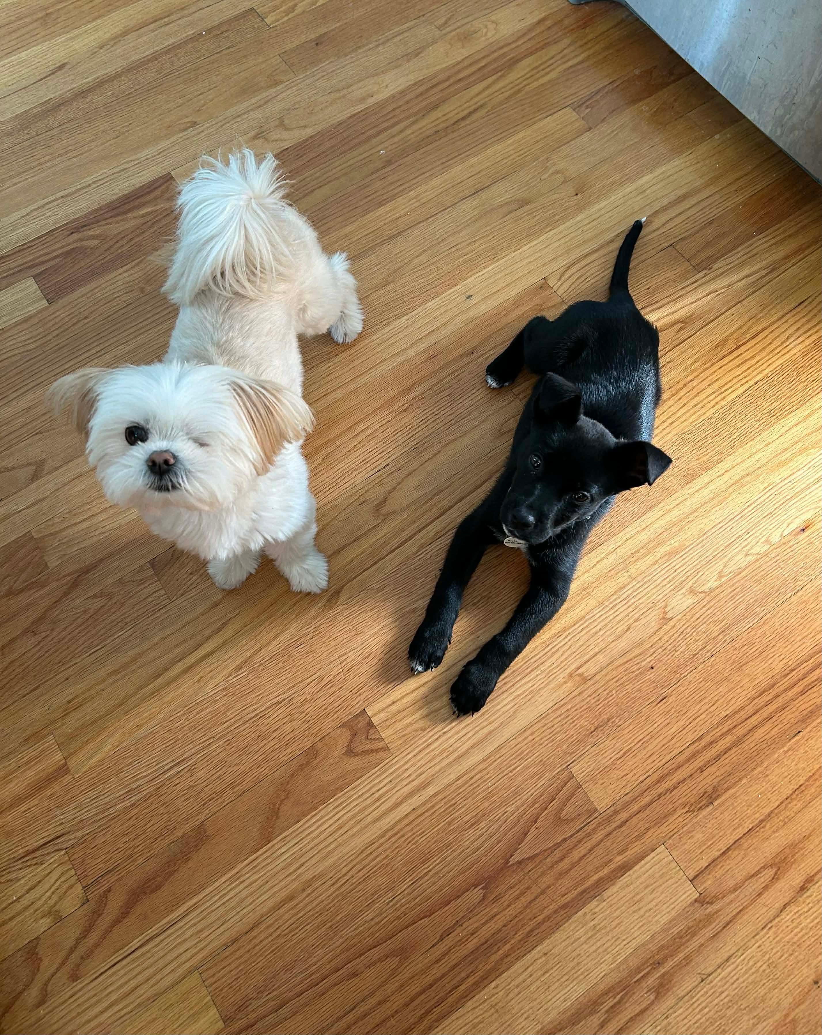 Enlarge Bernice, a ADOPTABLE mixed breed in Billerica, MA image 5/6