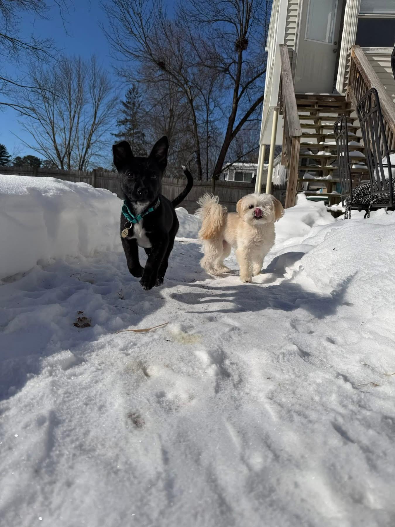 Enlarge Bernice, a ADOPTABLE mixed breed in Billerica, MA image 6/6