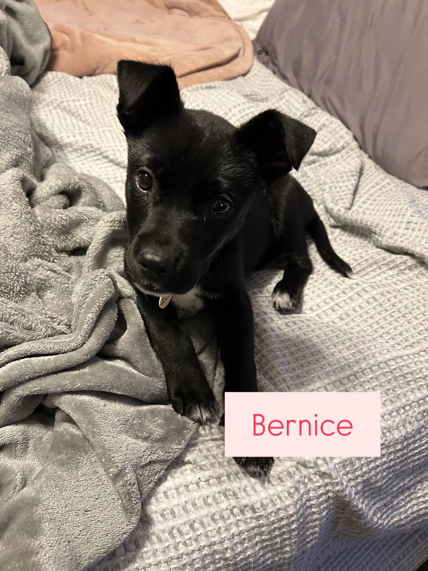 Enlarge Bernice, a ADOPTABLE mixed breed in Billerica, MA image 4/6