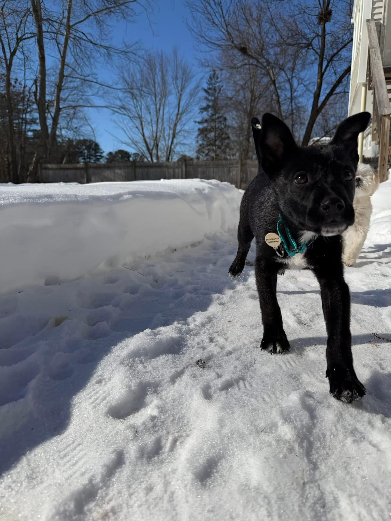 Enlarge Bernice, a ADOPTABLE mixed breed in Billerica, MA image 1/6
