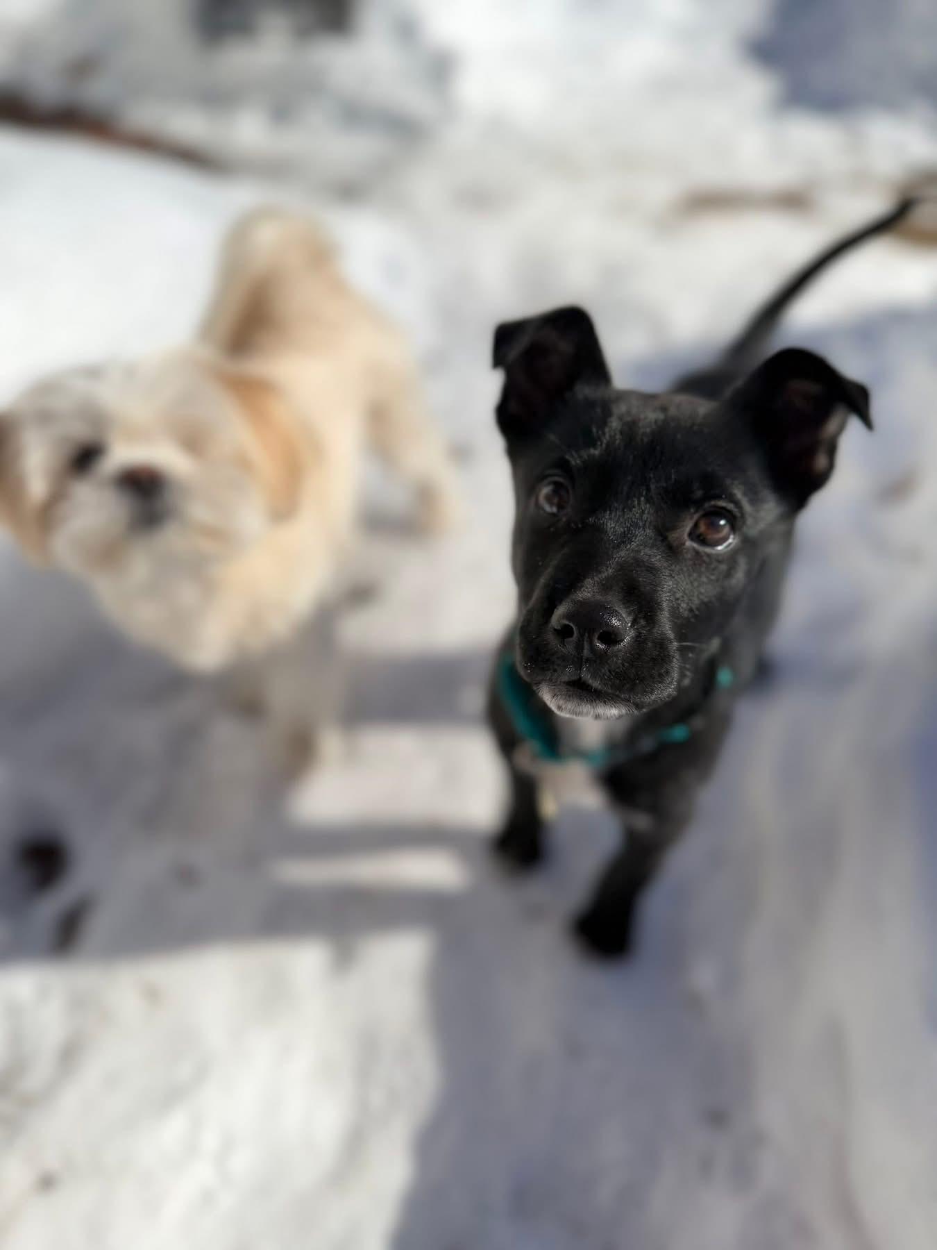 Enlarge Bernice, a ADOPTABLE mixed breed in Billerica, MA image 2/6