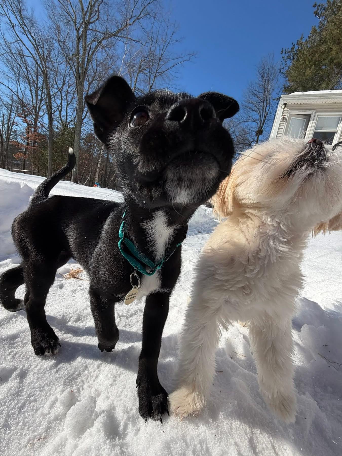 Enlarge Bernice, a ADOPTABLE mixed breed in Billerica, MA image 3/6