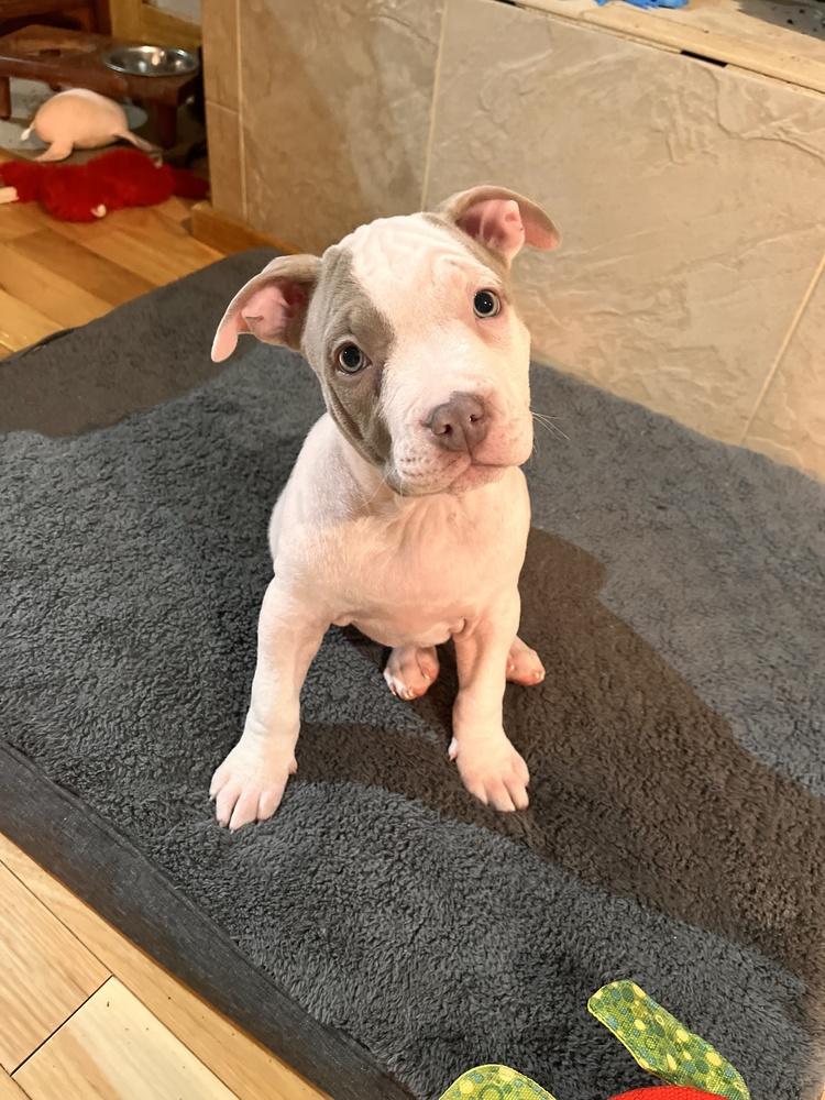 Fleece (25-169 D), Adoptable, Puppy Female Mixed Breed.