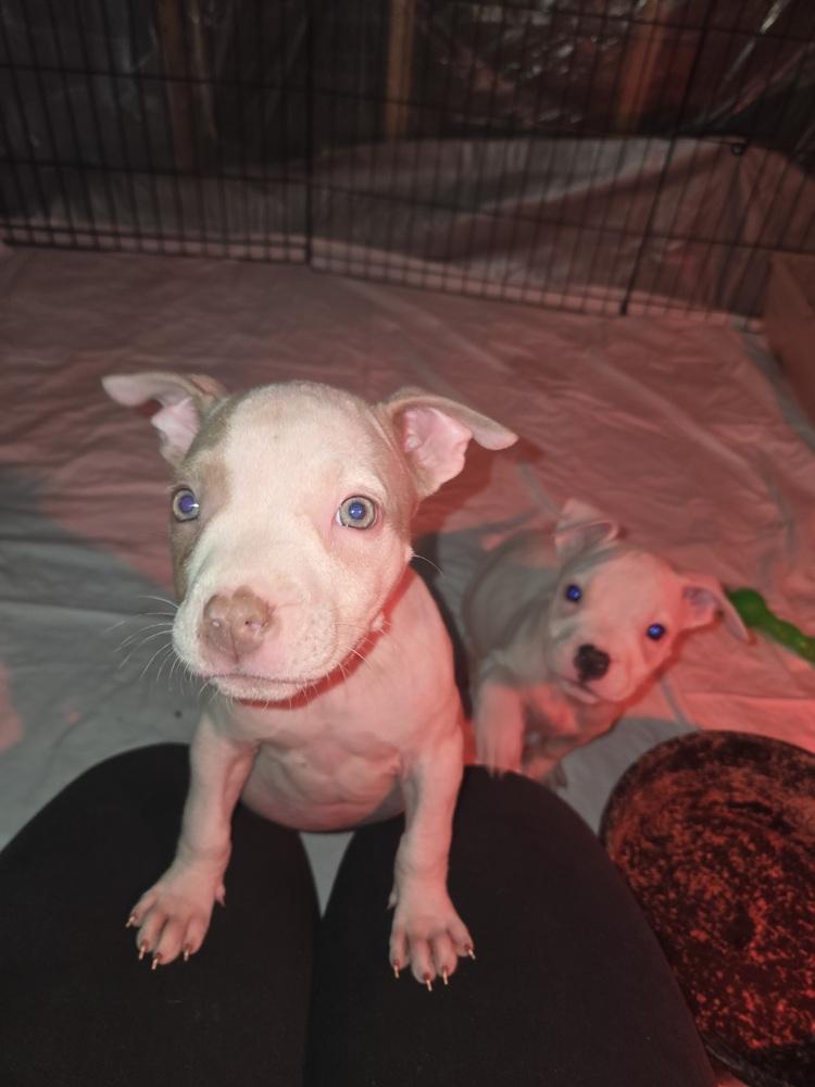 Fleece (25-169 D), Adoptable, Puppy Female Mixed Breed.