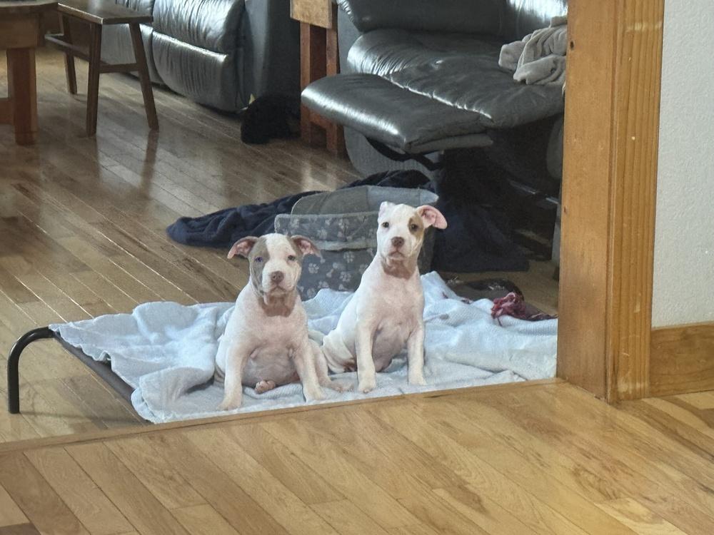 Enlarge Fleece (25-169 D), a Adoptable mixed breed in Lansing, MI image 2/6