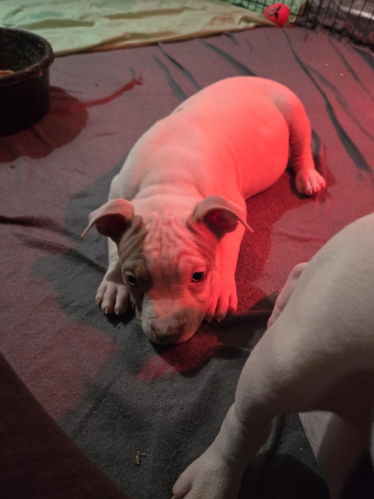 Enlarge Fleece (25-169 D), a Adoptable mixed breed in Lansing, MI image 3/6