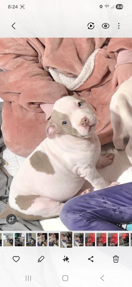 Enlarge Fleece (25-169 D), a Adoptable mixed breed in Lansing, MI image 5/6