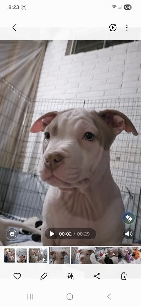 Enlarge Fleece (25-169 D), a Adoptable mixed breed in Lansing, MI image 6/6