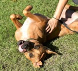Marley photo 2