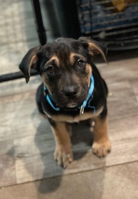 Enlarge Angelina, a Adoptable Shepherd in Duluth, MN image 1/2