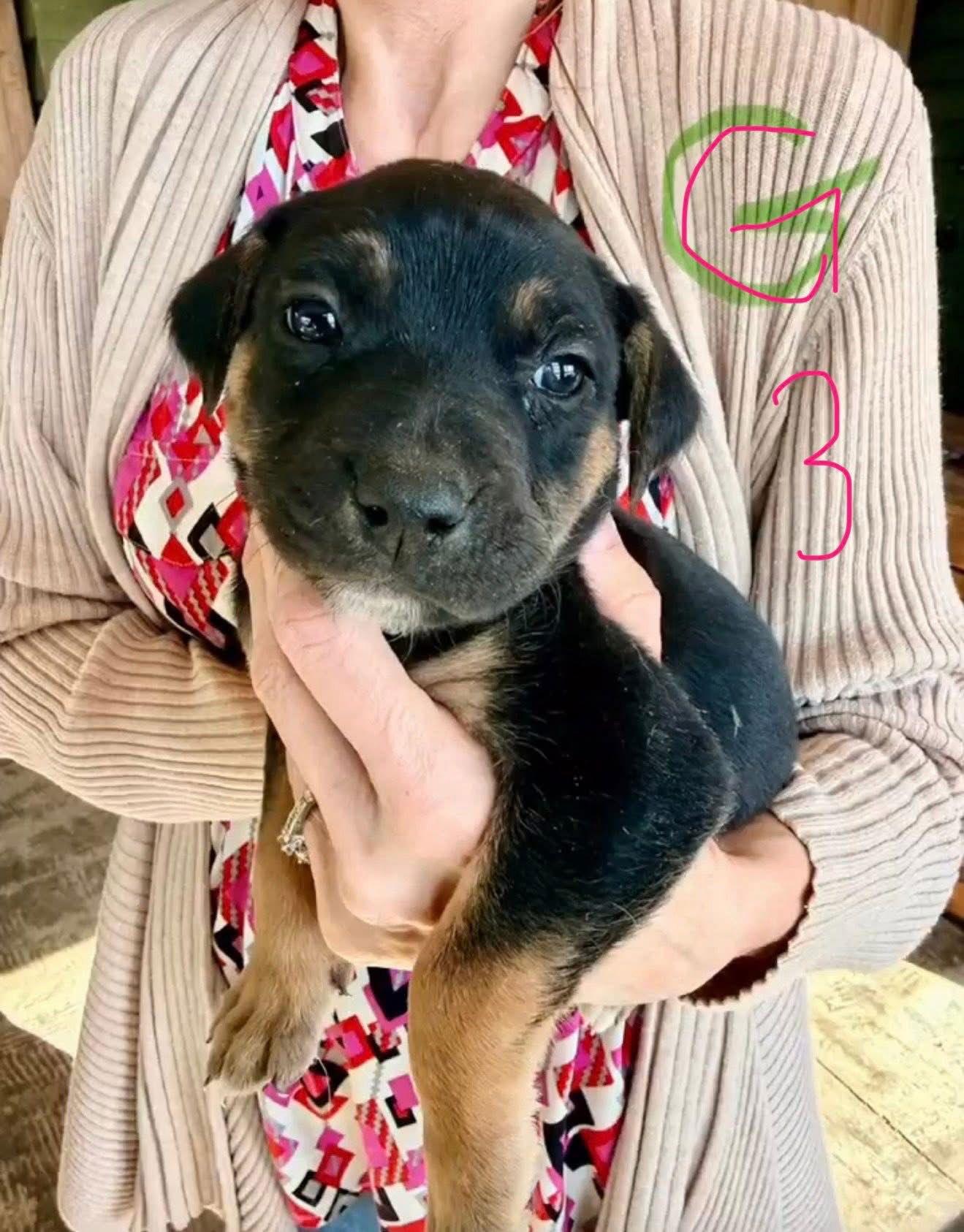 Enlarge Angelina, a Adoptable Shepherd in Duluth, MN image 2/2