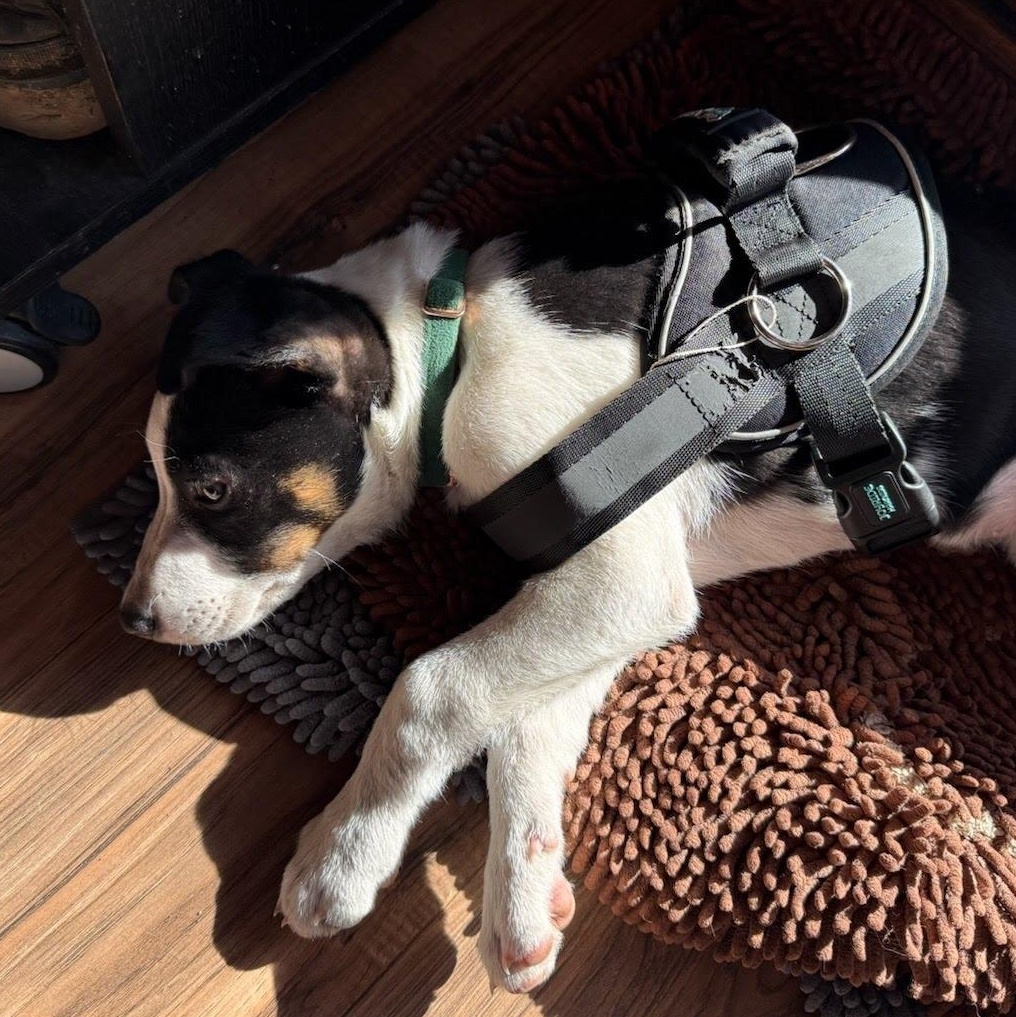 Enlarge Murphy, a Adoptable mixed breed in Seattle, WA image 4/4