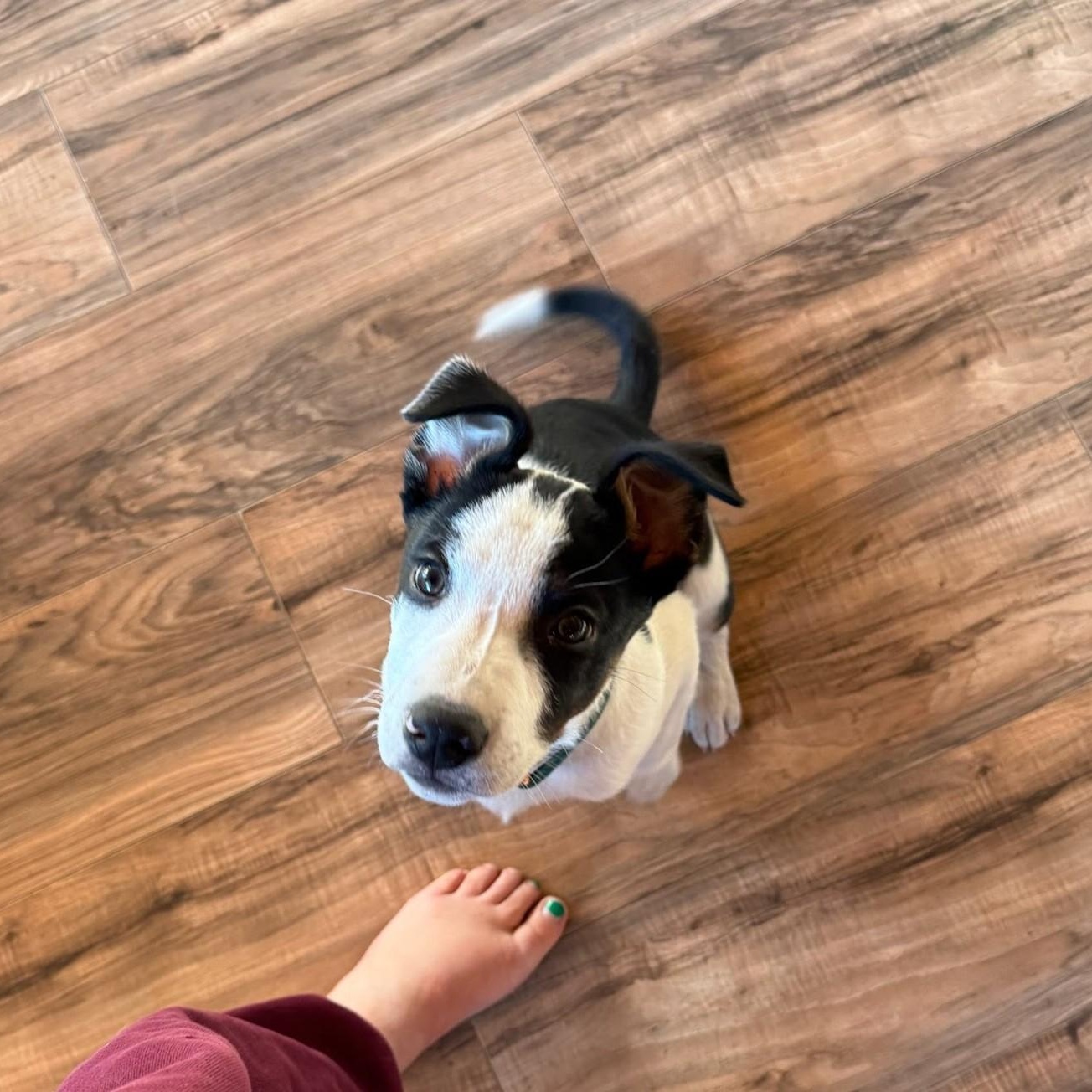 Enlarge Murphy, a Adoptable mixed breed in Seattle, WA image 1/4