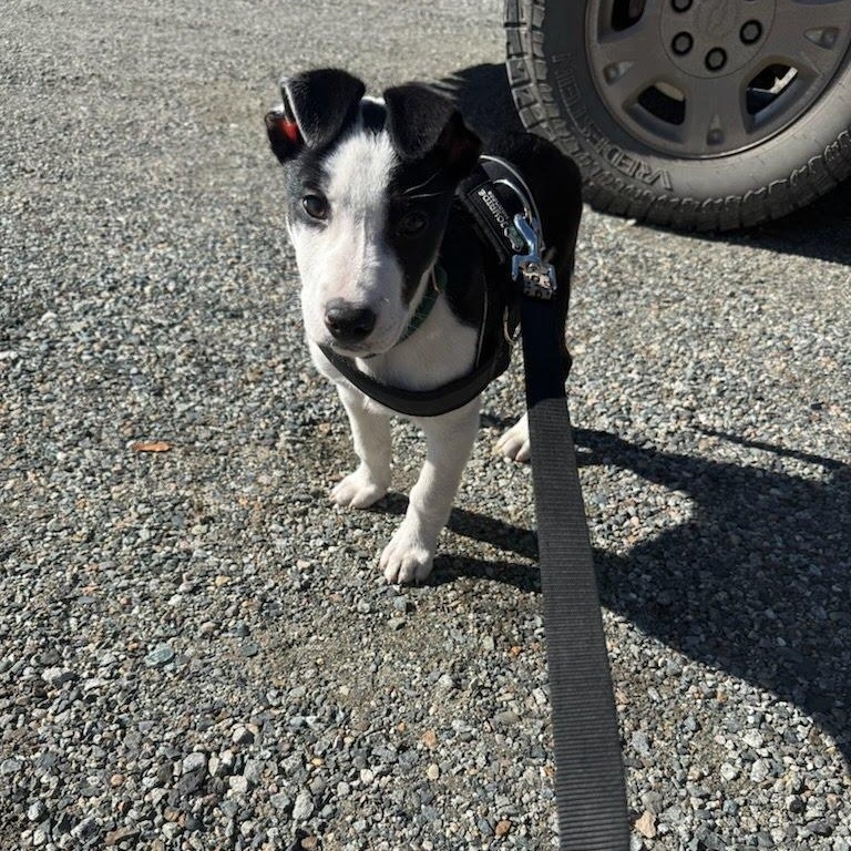 Enlarge Murphy, a Adoptable mixed breed in Seattle, WA image 3/4
