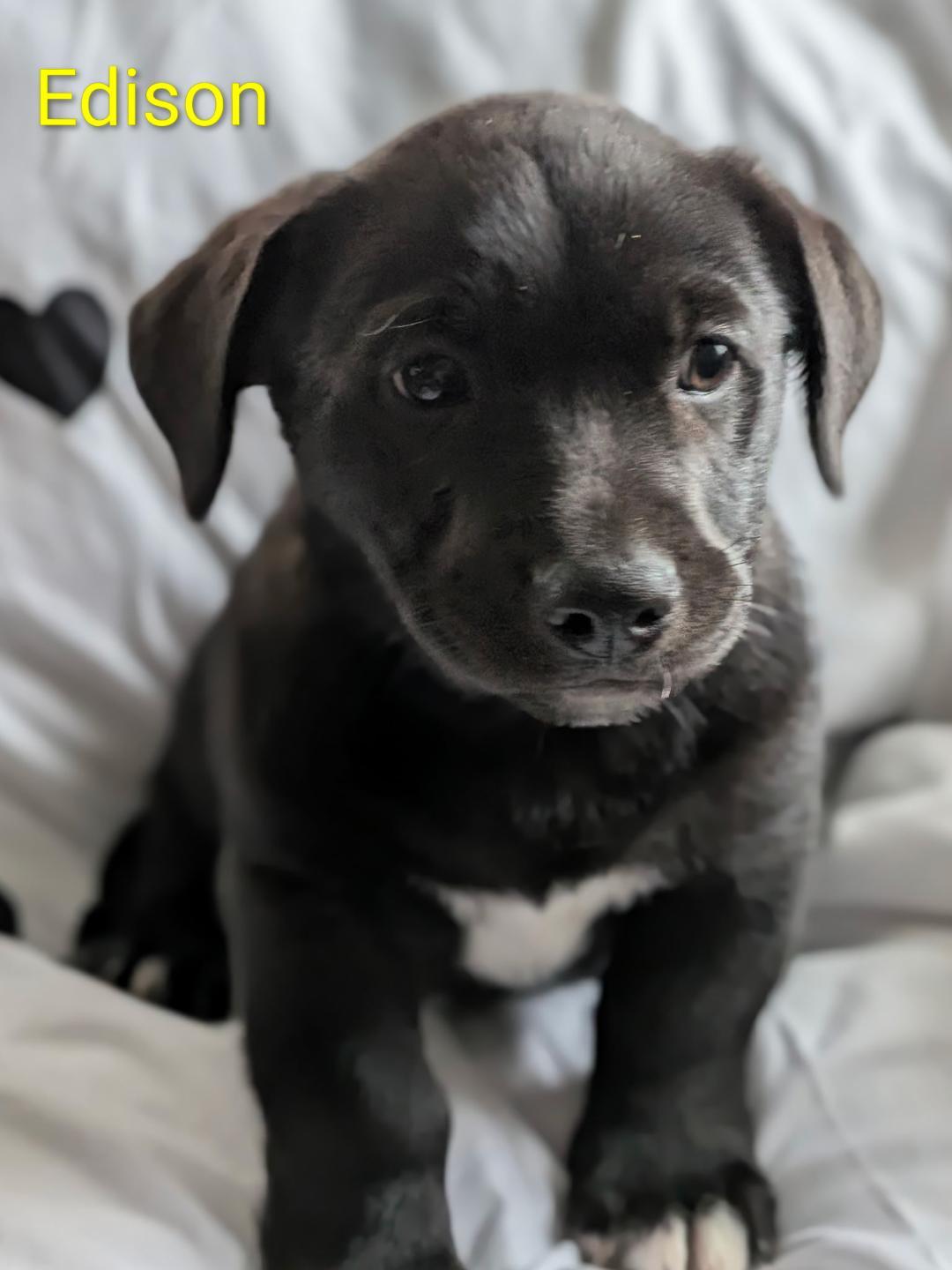 Enlarge Edison, a Adoptable mixed breed in Littleton, CO image 2/3