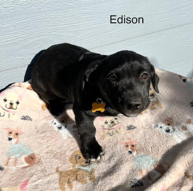 Edison, Adoptable, Puppy Male Labrador Retriever.