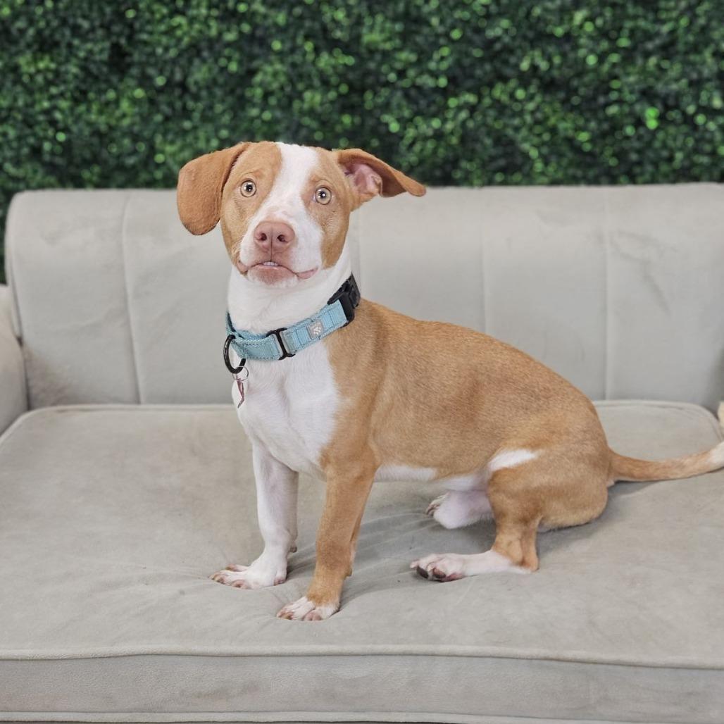 Enlarge Vinny, a Adoptable mixed breed in Belleville, IL image 6/6