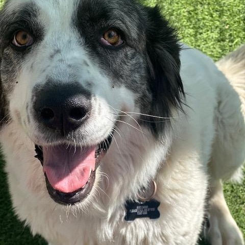 Kaya, a Adoptable Caucasian Sheepdog / Caucasian Ovtcharka in Agua Dulce, CA image 3/4