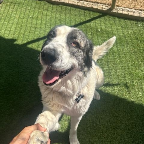 Kaya, a Adoptable Caucasian Sheepdog / Caucasian Ovtcharka in Agua Dulce, CA image 2/4