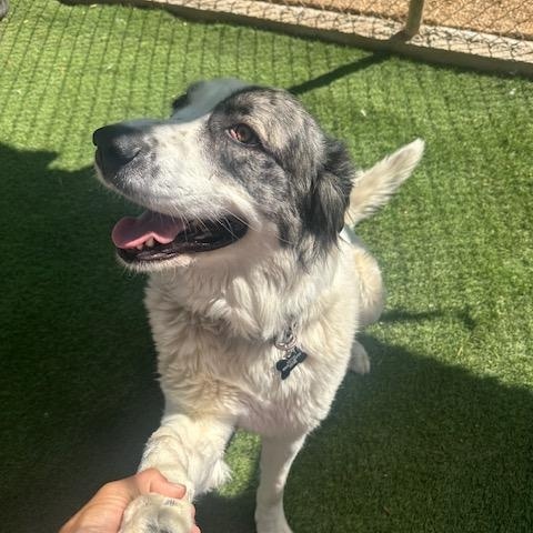Kaya, a Adoptable Caucasian Sheepdog / Caucasian Ovtcharka in Agua Dulce, CA image 4/4
