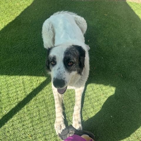 Kaya, Adoptable, Adult Female Caucasian Sheepdog / Caucasian Ovtcharka.