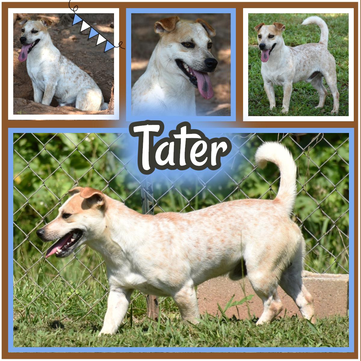 Tater