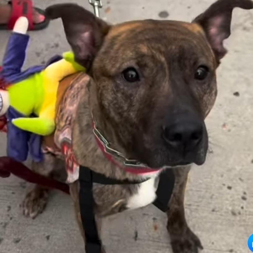 TIGER, Adoptable, Young Male American Staffordshire Terrier & Boxer.