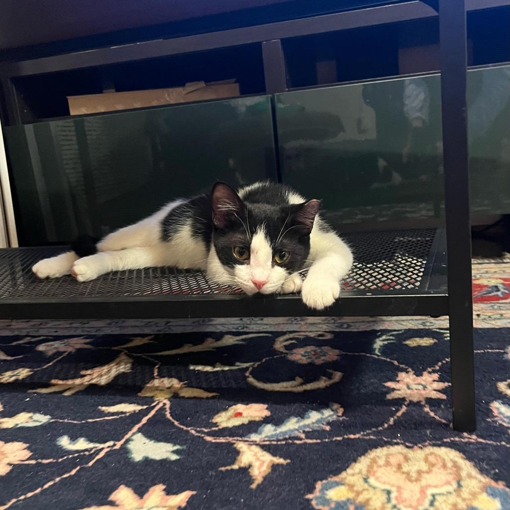 Enlarge Merriam Webster, a Adoptable Domestic Short Hair in Washington, DC image 2/2