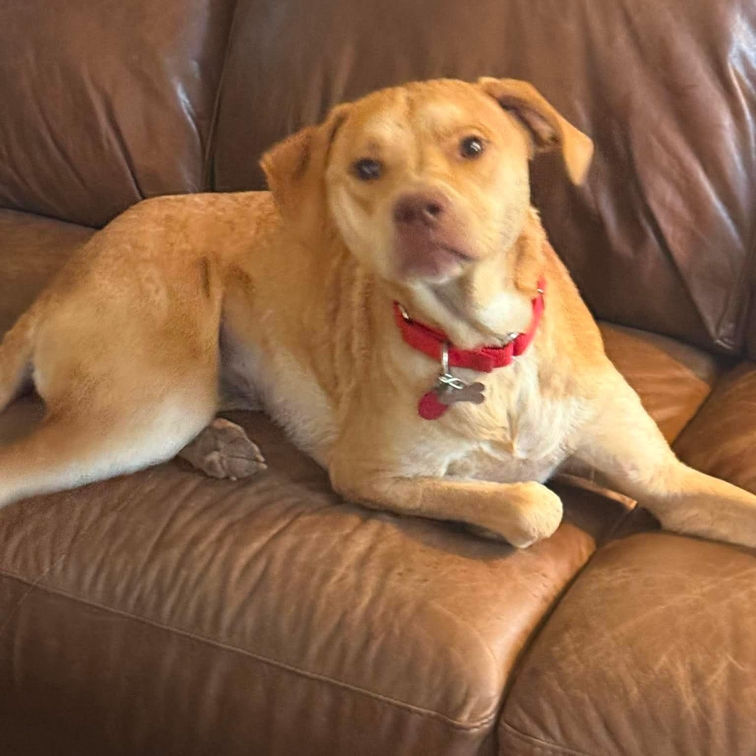 Magnolia , an adopted mixed breed in Jay, NY image 4/6