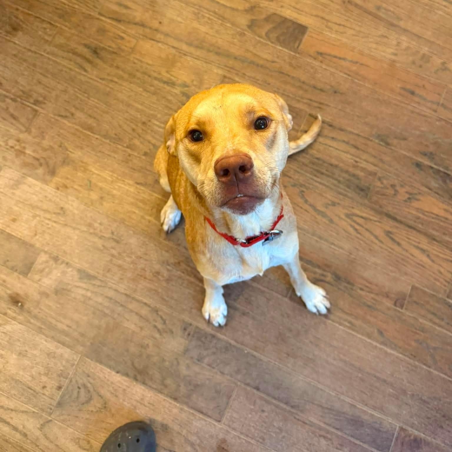 Magnolia , adopted, Young Female Yellow Labrador Retriever & Pointer.