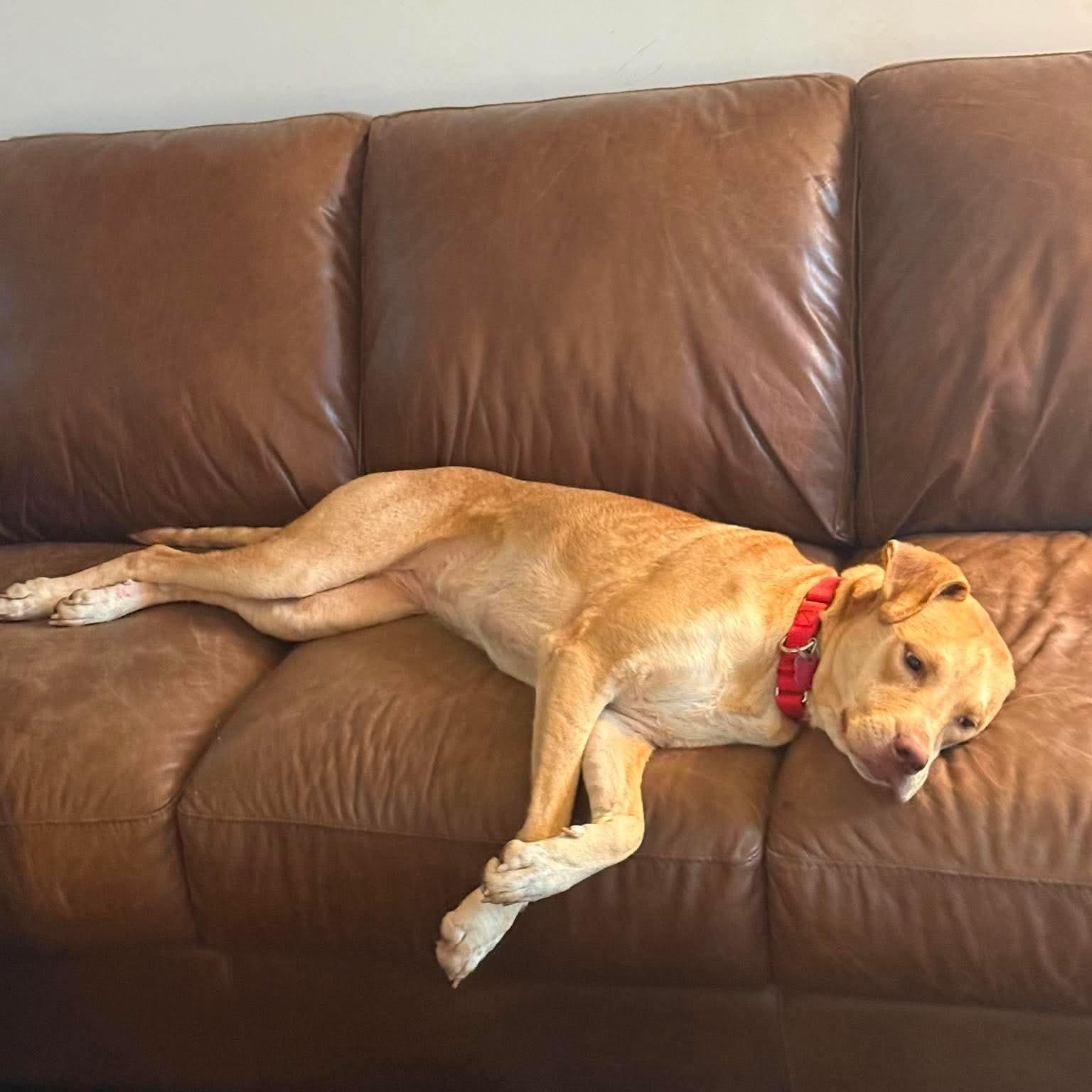 Magnolia , an adopted mixed breed in Jay, NY image 2/6