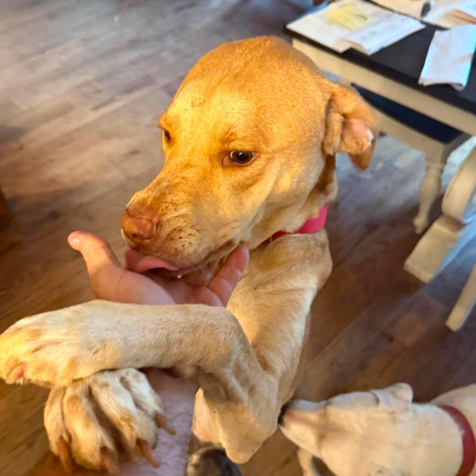 Magnolia , an adopted mixed breed in Jay, NY image 3/6
