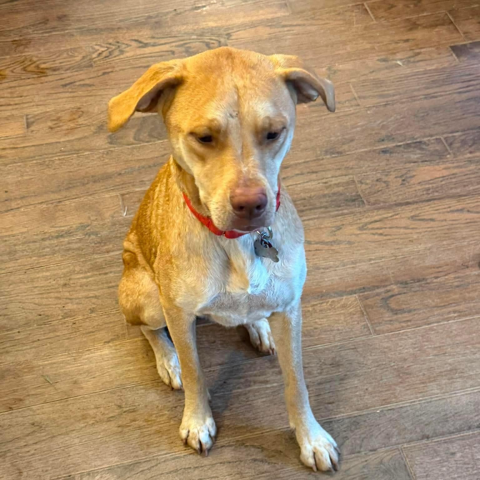 Magnolia , an adopted mixed breed in Jay, NY image 5/6