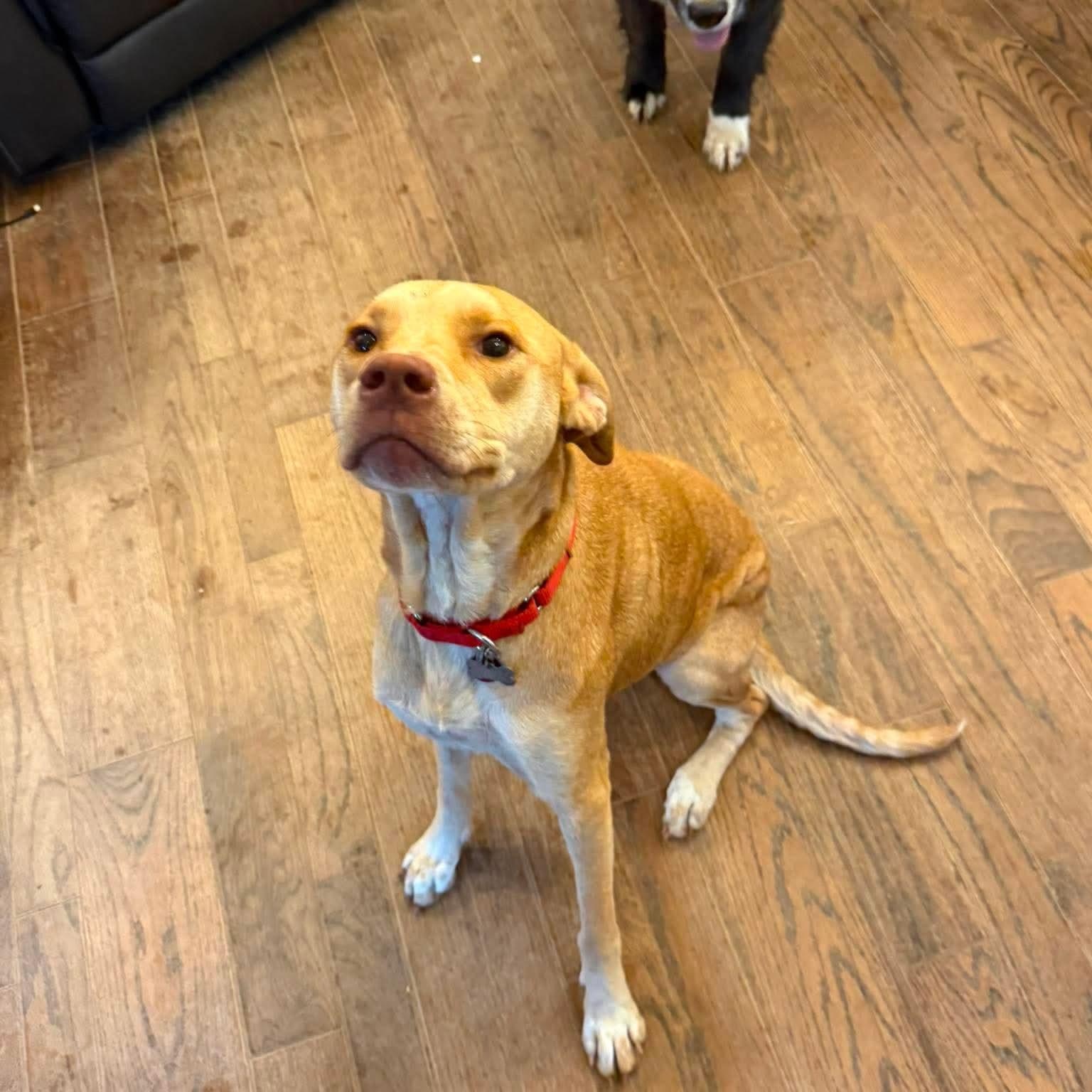 Magnolia , an adopted mixed breed in Jay, NY image 6/6