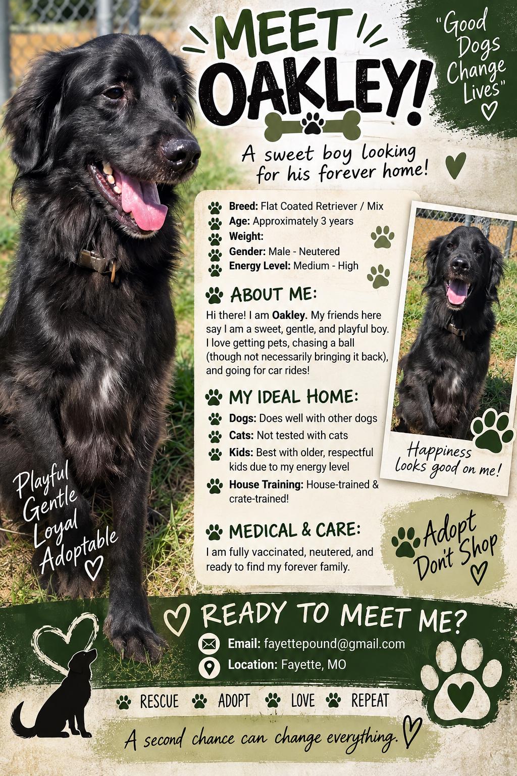 Oakley, Adoptable, Adult Male Retriever & Setter.