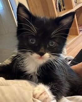 Westley, adopted, Kitten Male Domestic Medium Hair.