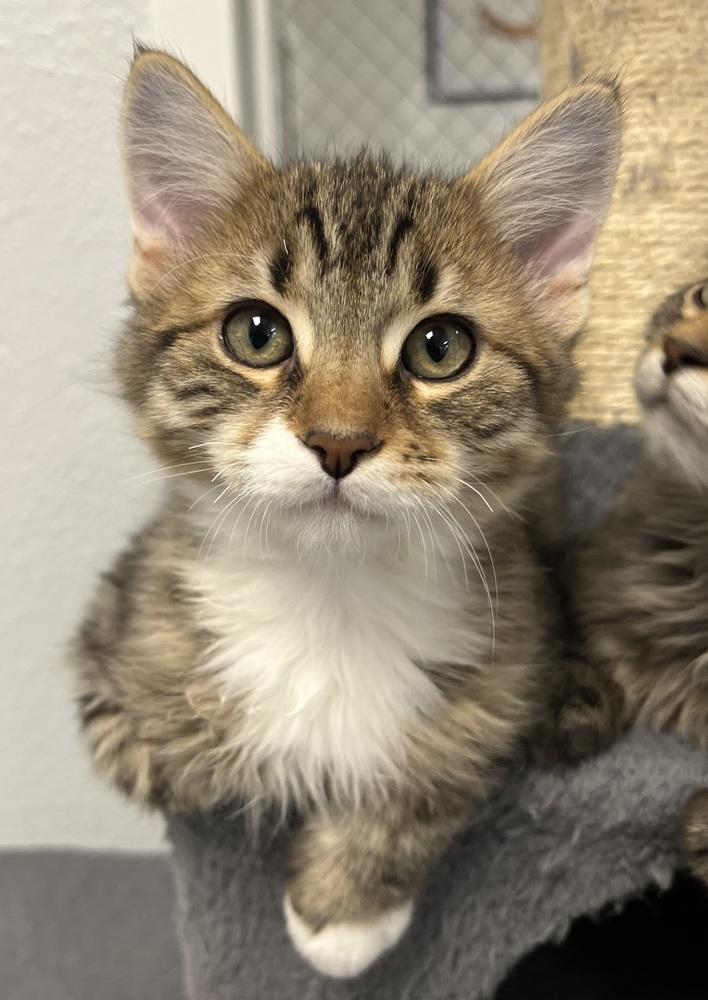 Marlin, Adoptable, Kitten Male Domestic Long Hair & Tabby.