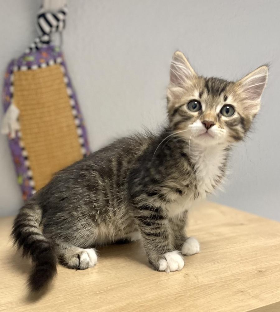 Enlarge Marlin, a Adoptable mixed breed in Jamestown, CA image 2/2