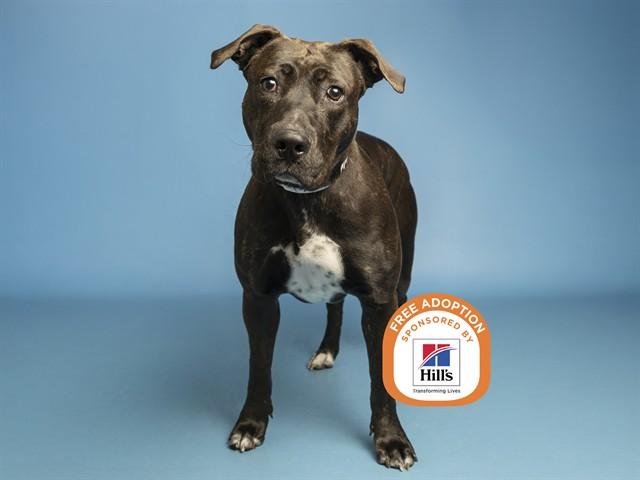 JUNE, Adoptable, Young Female Pit Bull Terrier.
