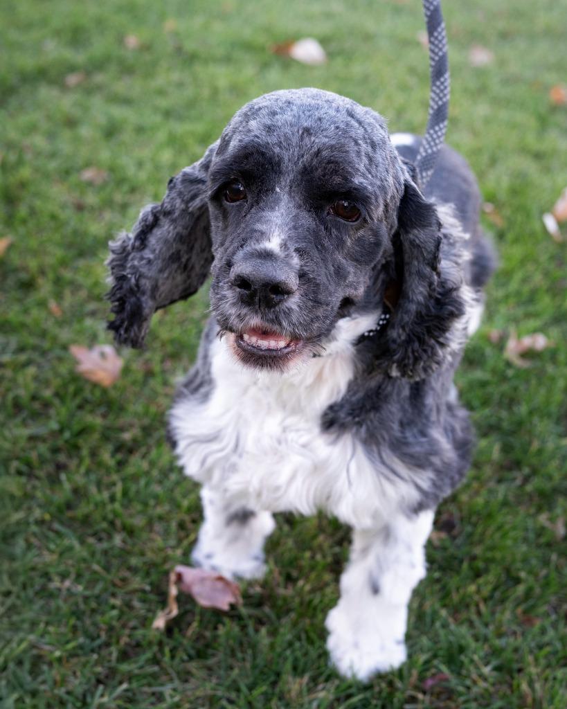 Enlarge Ruby, a Adopted Chihuahua in Boone, IA image 1/2