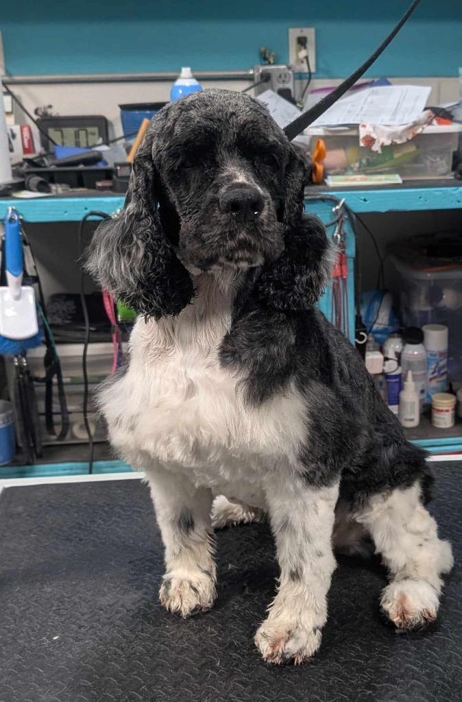 Enlarge Ruby, a Adopted Chihuahua in Boone, IA image 2/2