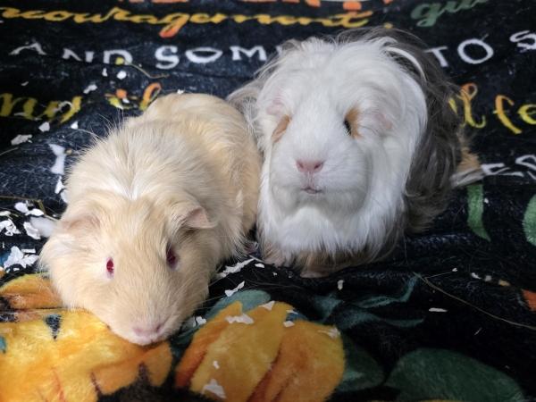 Enlarge Combo & Jimmy (females), a ADOPTABLE Guinea Pig in Old Lyme, CT image 3/3