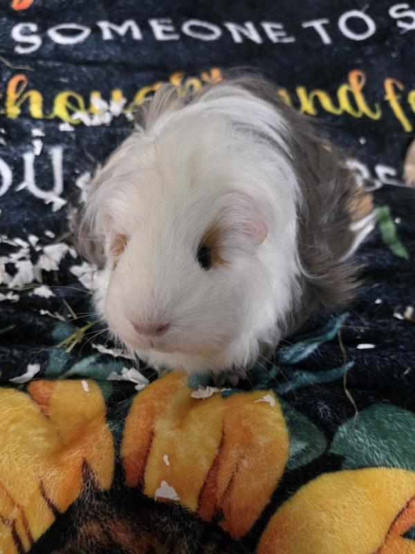 Enlarge Combo & Jimmy (females), a ADOPTABLE Guinea Pig in Old Lyme, CT image 1/3
