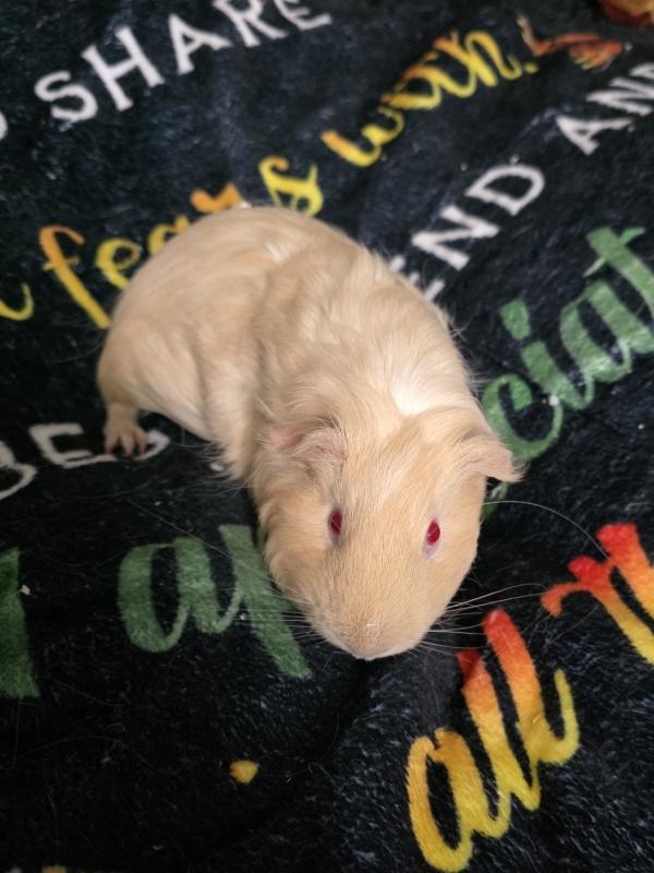 Enlarge Combo & Jimmy (females), a ADOPTABLE Guinea Pig in Old Lyme, CT image 2/3