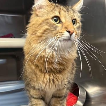 Enlarge Hollis, an adopted Domestic Medium Hair in Wyandotte, MI image 2/3