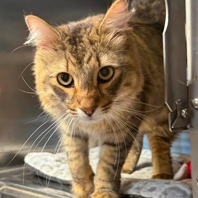 Enlarge Hollis, an adopted Domestic Medium Hair in Wyandotte, MI image 3/3
