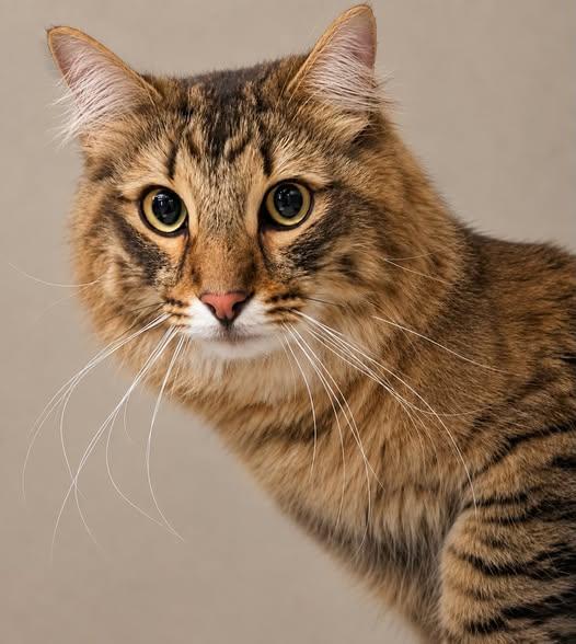 Enlarge Hollis, an adopted Domestic Medium Hair in Wyandotte, MI image 1/3