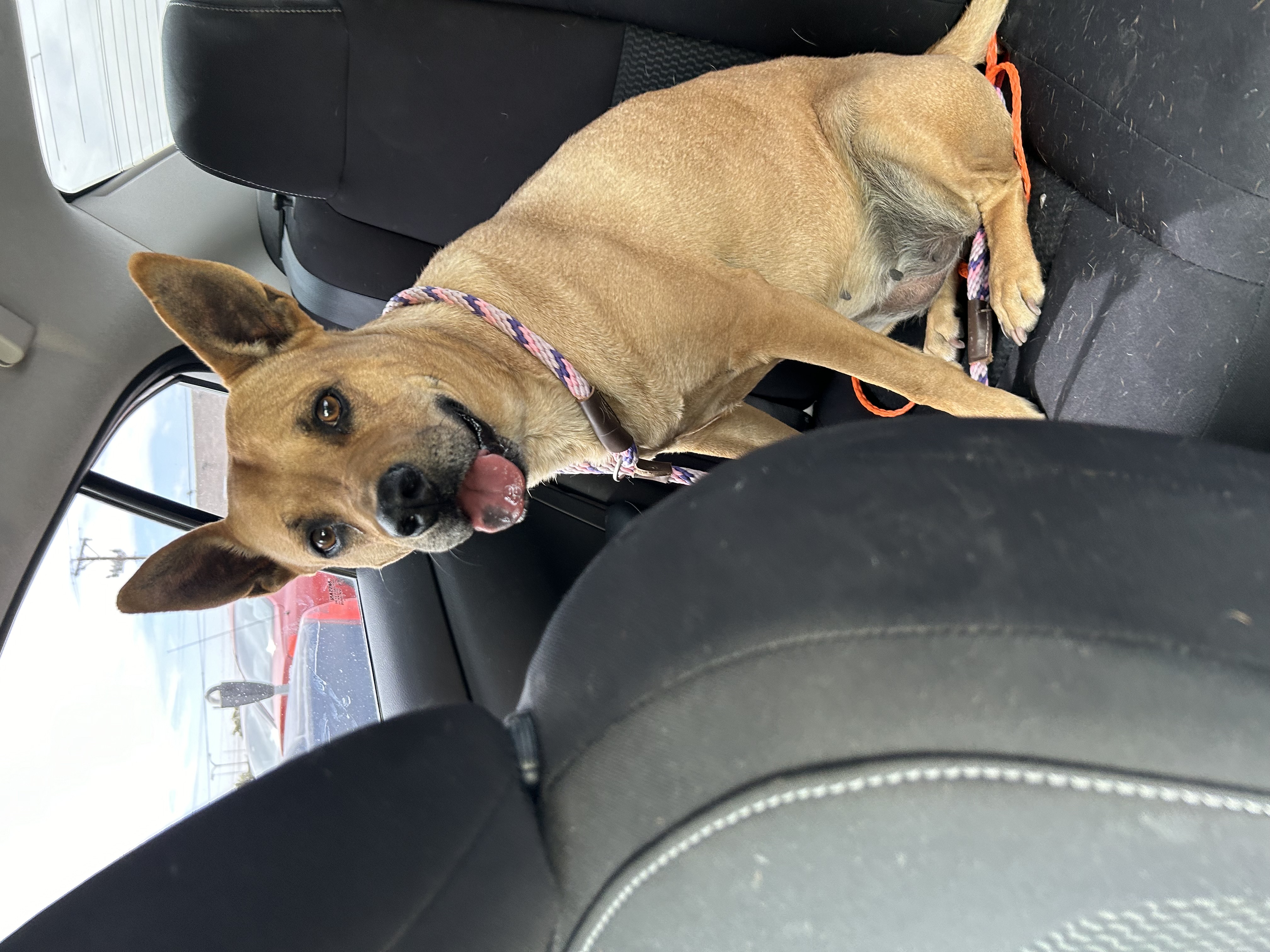 Enlarge Kendra, a Adoptable Shepherd in El Paso, TX image 1/4